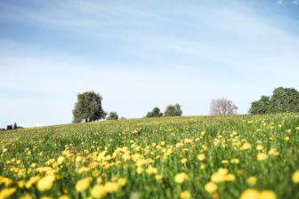 Rapsfeld der regionalen Milchlieferanten der Käserei Studer