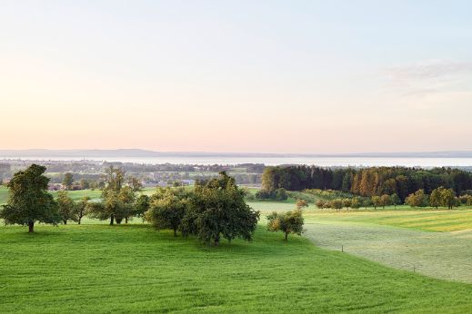 Grüne Landschaft mit Bäumen und Wiese.