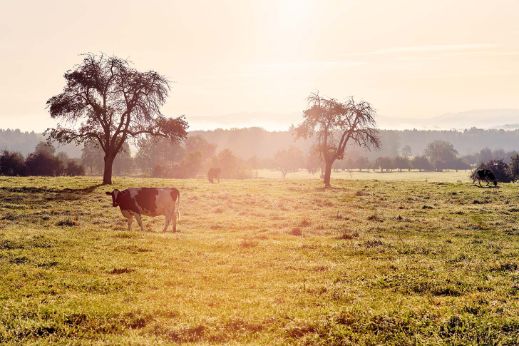 Kuh auf der Weide mit zwei Bäumen im Hintergrund.