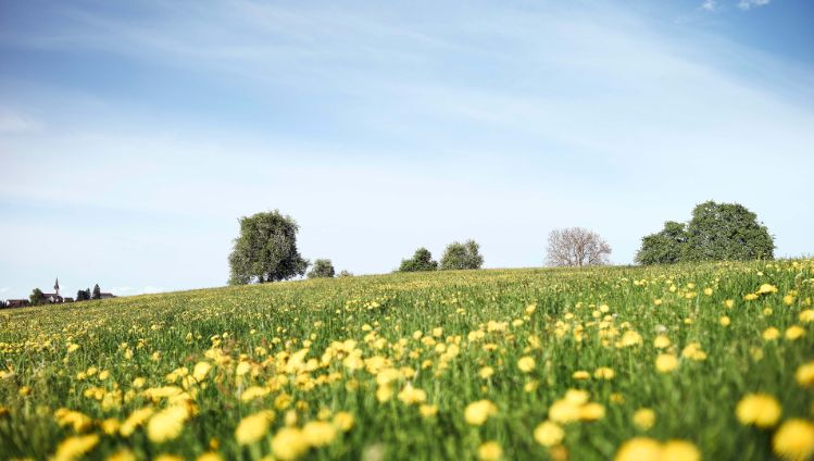 Rapsfeld der regionalen Milchlieferanten der Käserei Studer