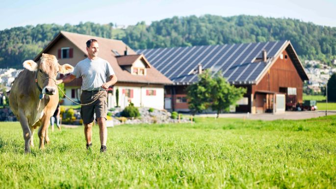 Bauer marschiert mit seiner Kuh über eine Wiese