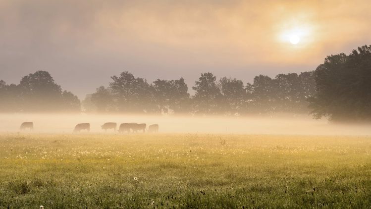 Kühe auf einer Wiese im Morgendunst