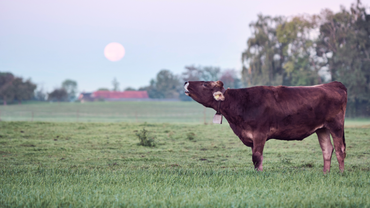 Eine Kuh muht auf einer Weide
