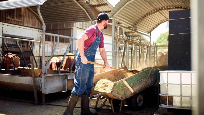Thurgauer Milchbauer bei der Arbeit im Kuhstall