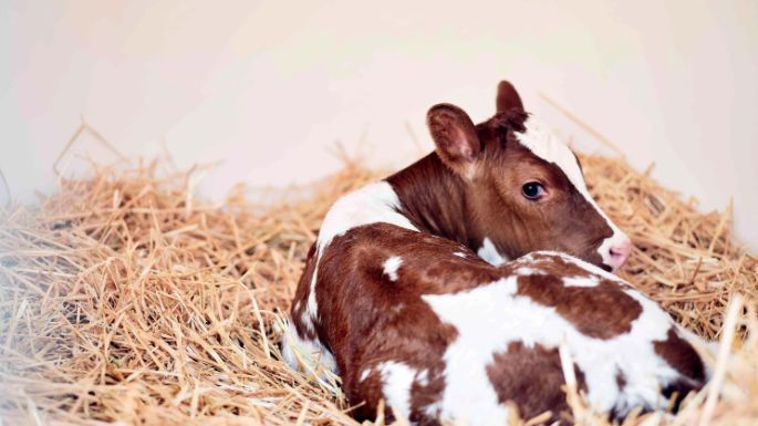 Kleines Kalb liegt auf Stroh 