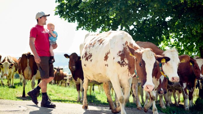 Mann mit Kleinkind im Arm spaziert durch Kuhweide