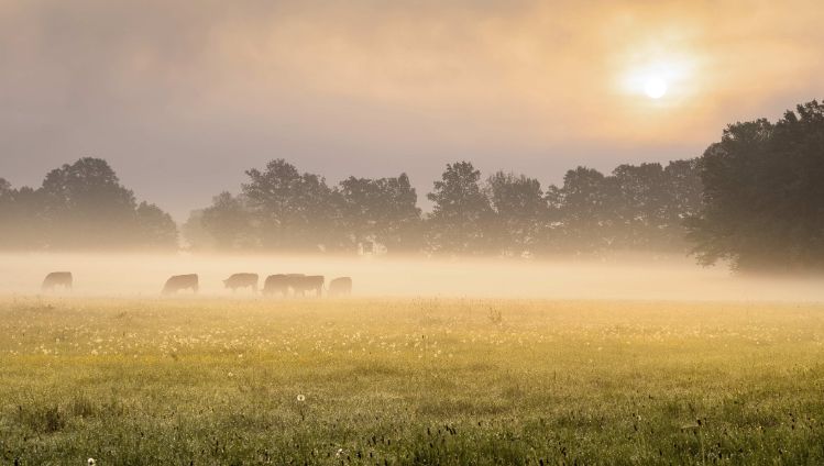 Kühe auf einer Wiese im Morgendunst